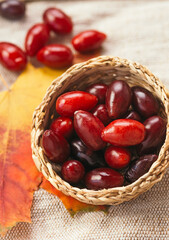 Fresh ripe dogwood berries in bowl on table, closeup