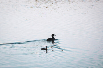 duck on the water