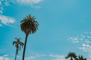 three palm trees against blue sky