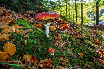 mushroom