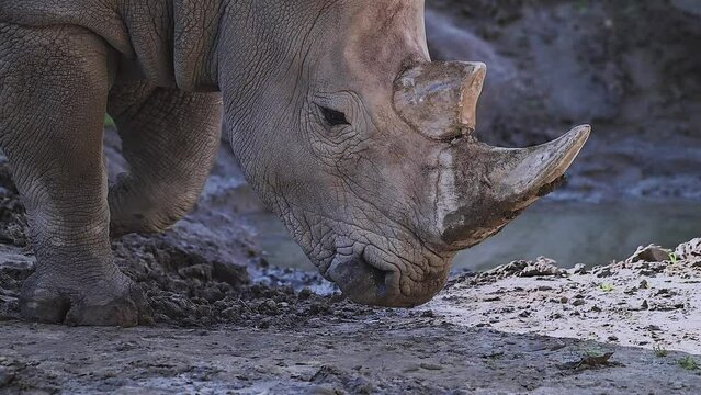 Rhinoceros rhino extreme close up portrait video in African savannah during small rain drops after summer drought. Huge Rhinoceros lying near waterhole eye blinking
