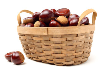 chestnut on a white background