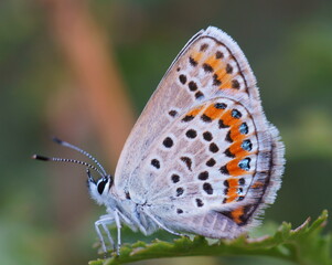 A small blue butterfly on a wildflower. Insects in nature.