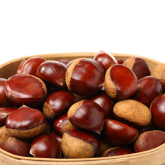 chestnut on a white background
