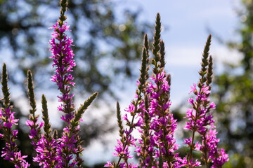 Pink flowers of blooming Purple Loosestrife Lythrum salicaria on the shoreline