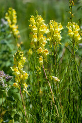 Linaria vulgaris, names are common toadflax, yellow toadflax, or butter-and-eggs, blooming in the summer