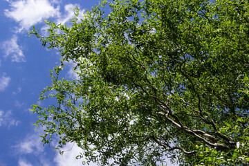 Dragons claw willow branches with new leaves and flowers against blue sky - Latin name - Salix matsudana Tortuosa