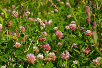 Fototapeta premium Flowers of alsike clover Trifolium hybridum plant in green summer meadow