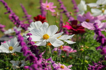秋桜と紫色の花