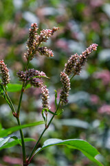 Colorful Persicaria longiseta, a species of flowering plant in the knotweed family