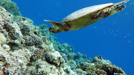 Fototapeta na wymiar Hawksbill sea turtle (CR species) Hawksbill Turtle - Eretmochelys imbricata.