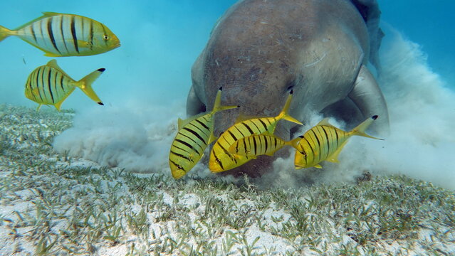 Dugongo. Sea Cow in Marsa Alam. Marsa Mubarak bay.

