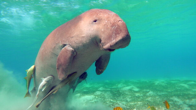 Dugongo. Sea Cow in Marsa Alam. Marsa Mubarak bay.