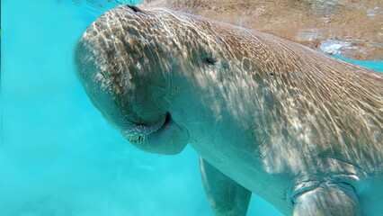 Dugongo. Sea Cow in Marsa Alam. Marsa Mubarak bay.   © Vitalii6447