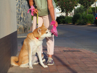 Dog sniff full dog poop bag