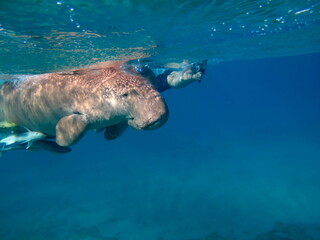 Fototapeta premium Dugongo. Sea Cow in Marsa Alam. Marsa Mubarak bay.