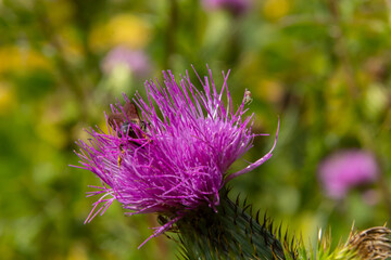 The common thistle is a species of the thistle genus, native to Europe, Asia and North Africa, but also present in North America and other continents as an introduced species