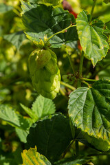 Humulus lupulus is a species of perennial herbaceous plants of the hemp family. A medicinal plant that grows in the wild and is also cultivated in agro-industry