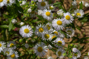 Erigeron Annuus Flowers, also known as fleabane, daisy fleabane, or eastern daisy fleabane, growing in the meadow under the warm summer sun, Ukraine