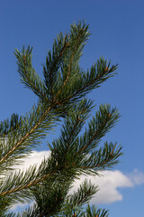 Pine trees, close-up view on the background of the sky with clouds on a summer day