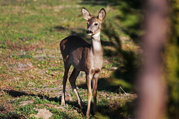 Deer near human settlements in autumn field.