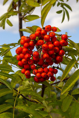 Rowan on a branch. Red rowan. Rowan berries on rowan tree. Sorbus aucuparia