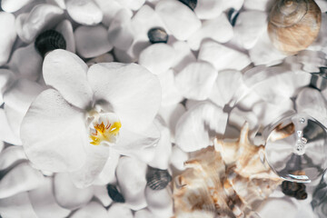 White orchid lies on surface of water above bottom of white stones and shells. Drop fall onto water and circles disperse