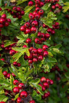 Hawthorn with red fruit, Crataegus monogyna, . Natural beautiful background