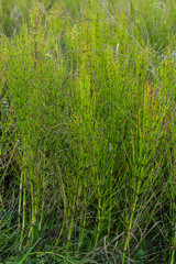 Horsetail Equisetum healing plant bunch background. Equisetum arvense or Snake grass is a medicinal plant