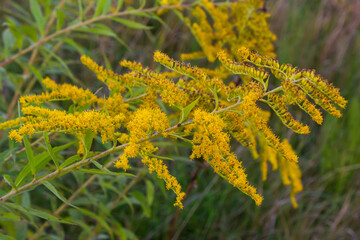 Yellow panicles of Solidago flowers in August. Solidago canadensis, known as Canada goldenrod or...