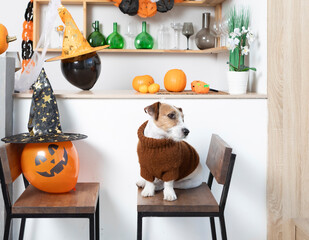 Portrait of cute dog sitting on chair in the kitchen close to many pumpkins on the Halloween party at home	