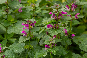Pink flowers of spotted dead-nettle Lamium maculatum. Medicinal plants in the garden