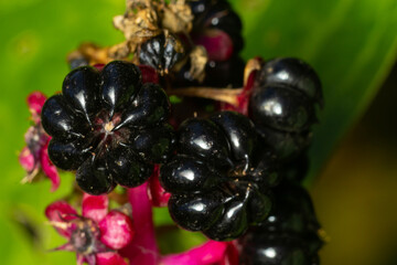 Phytolacca americana, Pokeweed berries. Garden decoration herbal plant