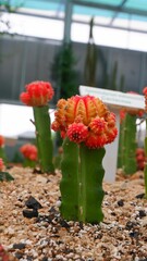 Closeup of blooming Gymnocalycium mihanovichii cactus © Ekam Juneja/Wirestock Creators