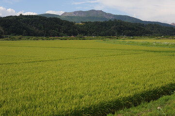 Green rural landscape with rice fields and Usu volcano on a sunny day with blue sky in Hokkaido island, northern Japan, Asia