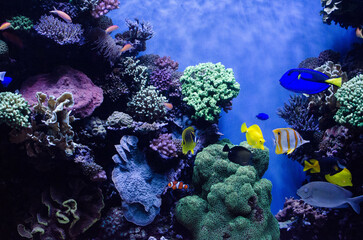 Fototapeta na wymiar Aquarium marine
