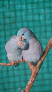 Vertical closeup of two playful Parrotlets in a cage