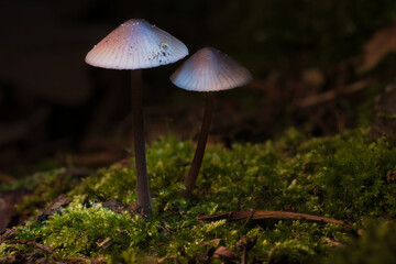 two filigree small mushrooms on moss with light spot in forest. Forest floor