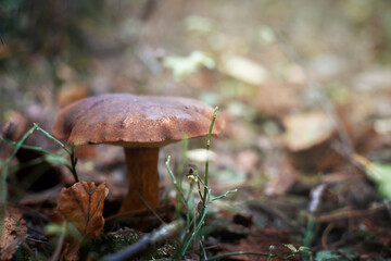 Wicker basket with edible mushrooms. Polish mushrooms. mushroom season.