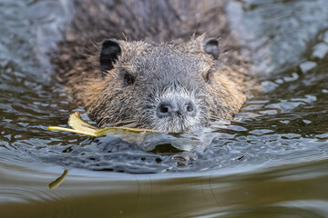 Nutria