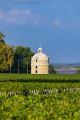 Typical vineyards near Chateau Latour, Bordeaux, Aquitaine, France