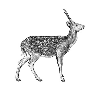 Hand drawn black ink sketch of young Sika deer isolated on white background. Vector illustration of wild stag. Vintage engrave of deer