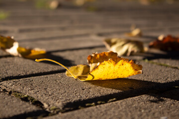 Yellow autumn leaf on paving slabs in the sun. Autumn leaves on the sidewalk.