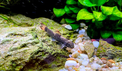 Obraz premium Aquarium fish Garra flavatra - Panda Garra on the stone in the green plant aquarium with Anubias plants. 