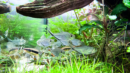 Flock of fish Costae Tetra (Moenkhausia costaea) with Siamese Algae-eater (Crossocheilus oblongus) in the green aquarium
