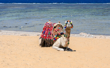 A camel on a beach without people.