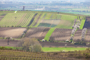 spring landscape with vineyards near Velke Pavlovice, Southern Moravia, Czech Republic