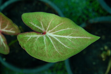 caladium bicolor in pot great plant for decorate garden