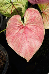 caladium bicolor in pot great plant for decorate garden