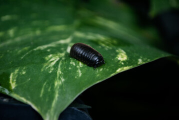 Small black woodlouse